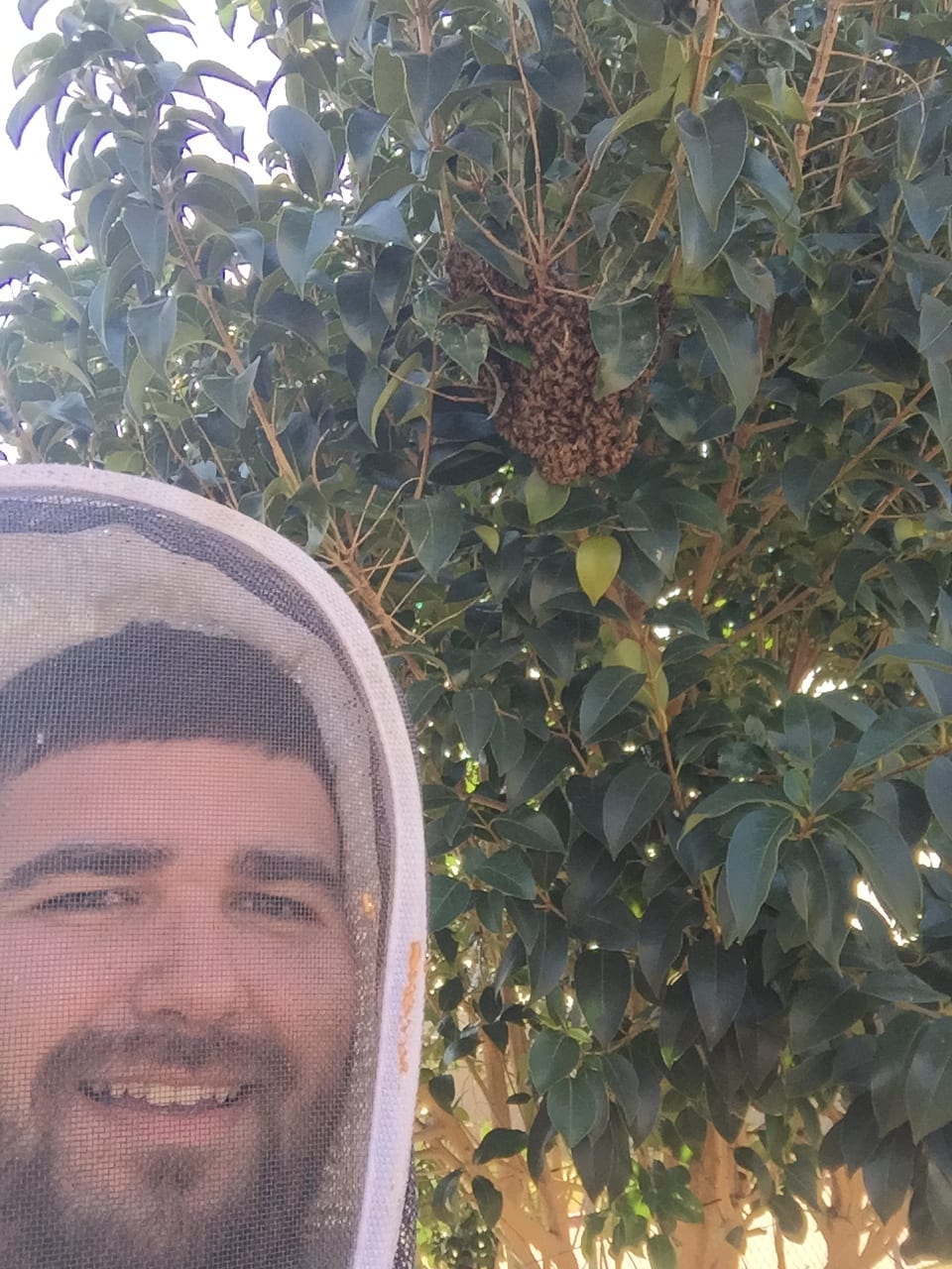 Mike in his bee veil with a honeybee swarm in a tree